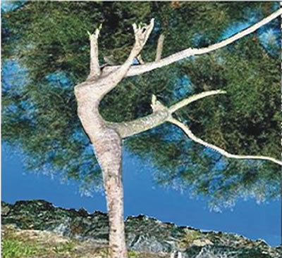 Albero de Le fate della terra